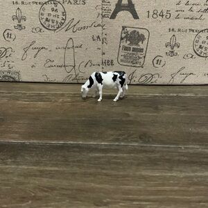 A white and black cow